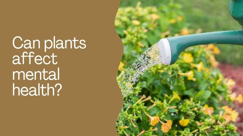 Can plants affect mental health